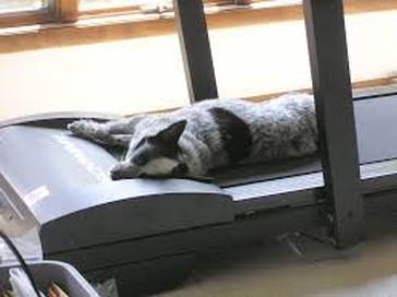 cat on treadmill