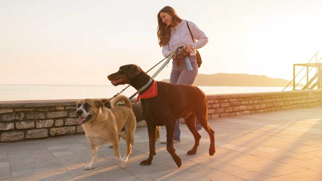 girl walking dogs