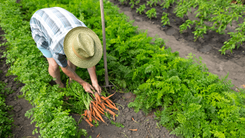 person farming