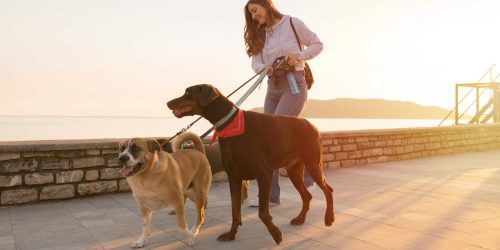 girl walking dogs